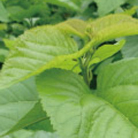 Black Cohosh Extract