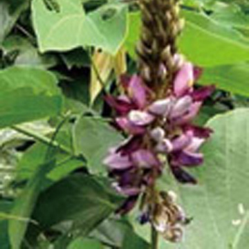 Pueraria Flavonoids