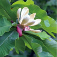 ExMagno™ Magnolia Extract