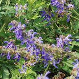 Salvia Miltiorrhiza Extract