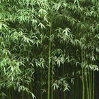 Bamboo Leaf Extract