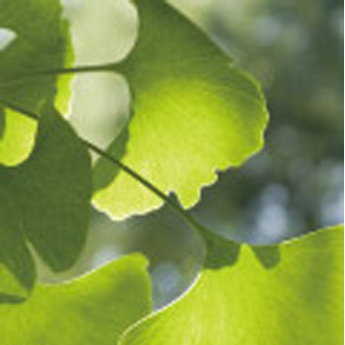 Ginkgo Leaf Extract