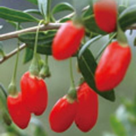 Gojiberry Polysaccharides