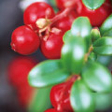 Cranberry Extract