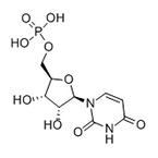 Uridine 5'-monophosphate