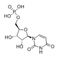 Uridine 5'-monophosphate