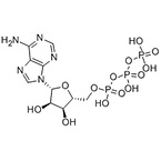 Adenosine 5'-triphosphate