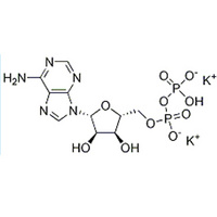 Adenosine 5’-diphosphate dipotassium salt