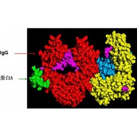 Protein A，recombinant protein a 