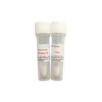 recombinant Protein A，CAS:91932-65-9 