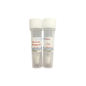 recombinant Protein A，CAS:91932-65-9 