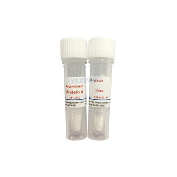 Recombinant Proteinase A  