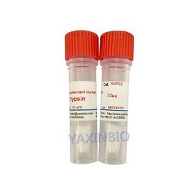 recombinant human trypsin