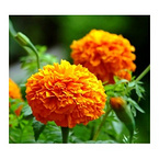 Lutein(Marigold Extract)