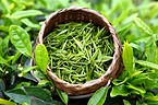 Green Tea Extract