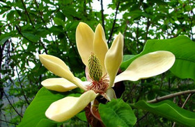 Magnolia Bark Extract