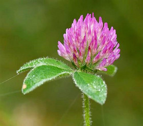 Red Clover Extract