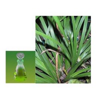 Stone calamus oil