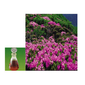 Daurian rhododendron oil