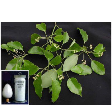 Natural camphor