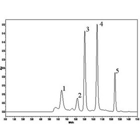 Sepax Zenix SEC Columns