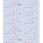 Hydroxysteroid Dhydrogenase(HSDH)