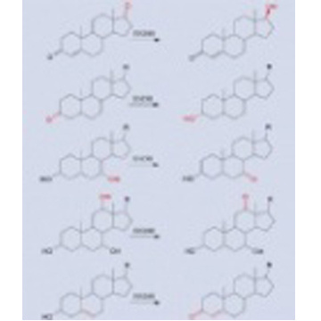 Hydroxysteroid Dhydrogenase(HSDH)