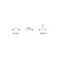 Alcohol oxidase(AOX)