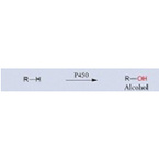 Cytochrome P450