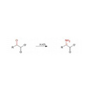 Amino acid Dehydrogenase(AAD)