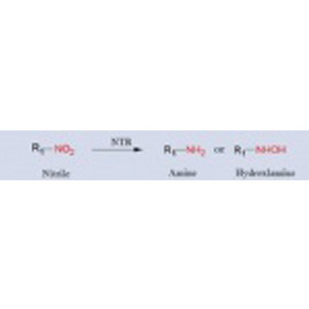 Nitroreductase(NTR)