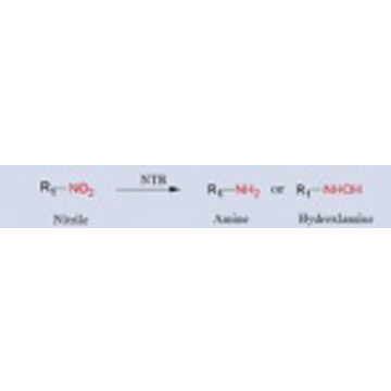 Nitroreductase(NTR)