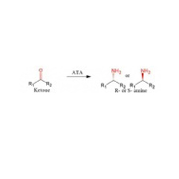 Transaminase(ATA)