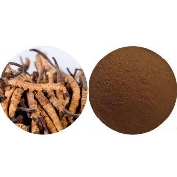 Cordyceps Extract Powder