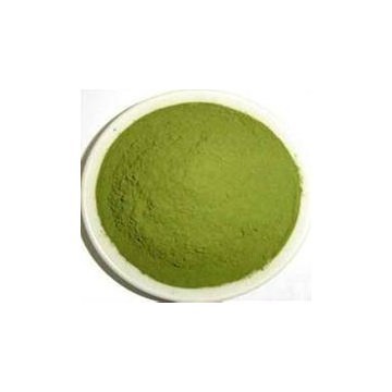 Barley Grass Extract Powder