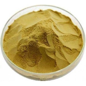 Astragalus Extract Powder 20:1&70%