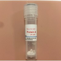 Recombinant Protein A