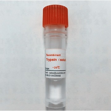 recombinant trypsin