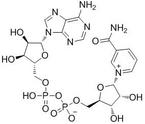 Beta-Diphosphopyridine nucleotide