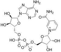 Beta-Diphosphopyridine nucleotide