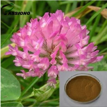 Red Clover Extract powder