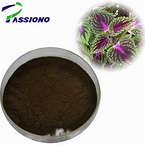 Coleus Forskohlii Extract 10%,20% Forskolin