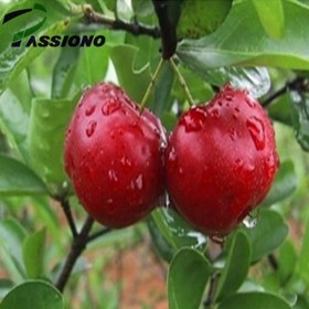 Acerola Extract