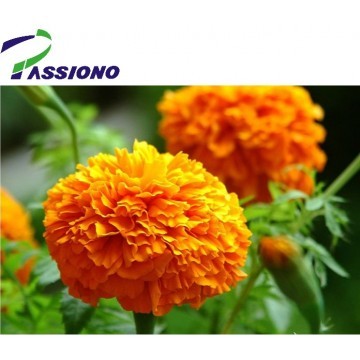 Marigold Extract Powder