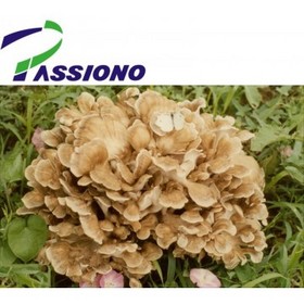 Maitake Mushroom P.E.