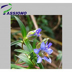 Gentian Root Extract Gentiopicrin 5%