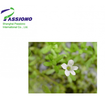 Bacopa Monnieri P.E.20%Bacopaside