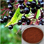 Elderberry Extract