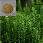 Rosemary Extract