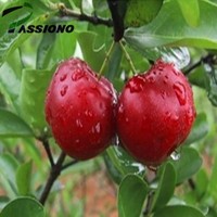 Acerola Extract/ Acerola Cherry Extract Vitamin C